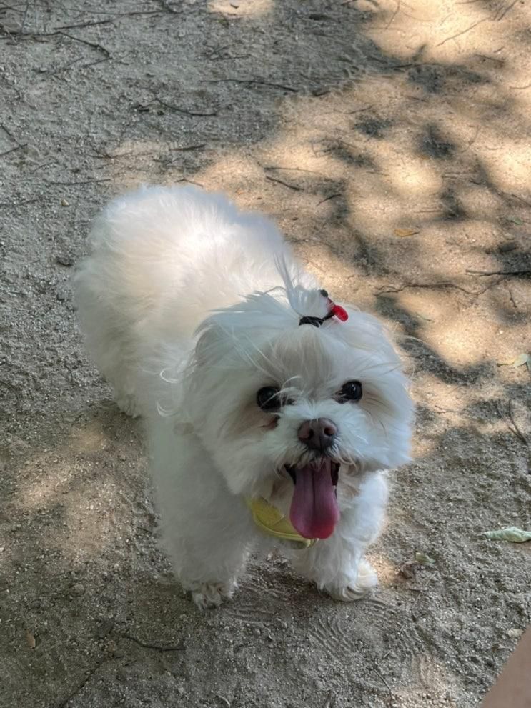 장자호수공원 반려동물 놀이터 방문 후기! (PetPass 이용 팁)