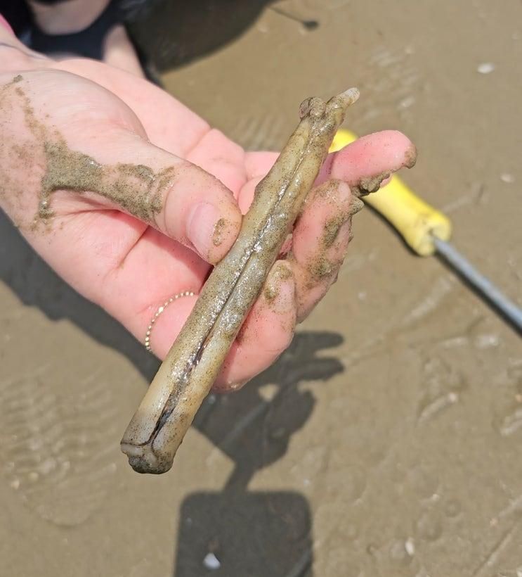 태안 청포대 해수욕장 맛조개 잡기 해루질 시간 물때