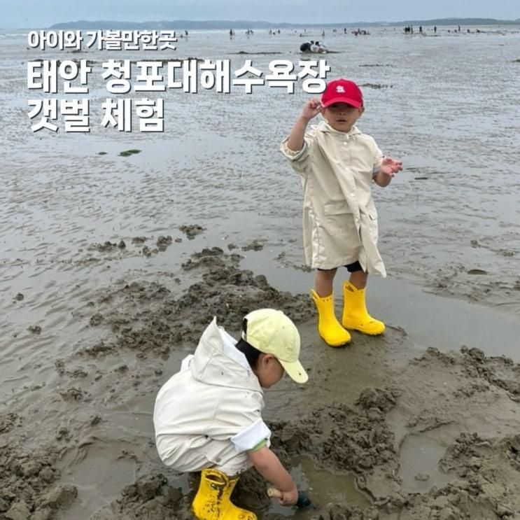 태안 청포대 해수욕장 아이와 갯벌체험 가볼만한곳