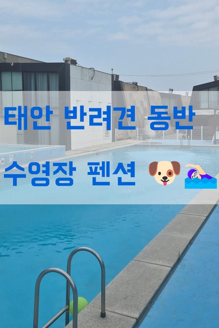 태안 애견동반 펜션 추천 🌊 힐링 가득 1박 2일 후기