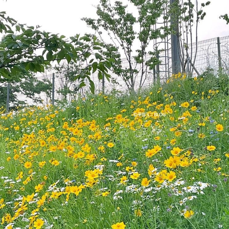 성남 공원 산책 명소 태평공원 풍경 좀 보세요