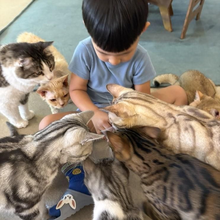 익산 아이와 가볼만한곳 | 냥꿀냥꿀 고양이카페, 시간제한 없는... 