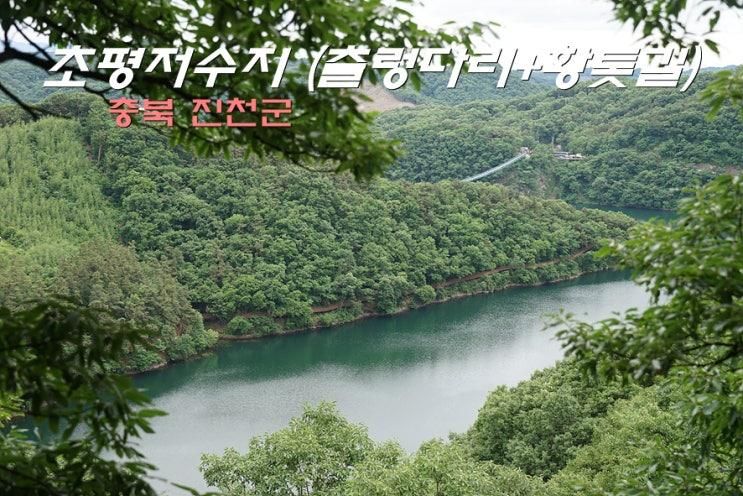 초평저수지 둘레길 트레킹 (농다리 초평호 미르309 출렁다리)