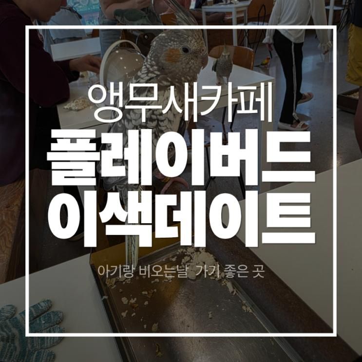 아기랑 비오는날 이색 데이트 장소 인천 앵무새 카페 플레이 버드
