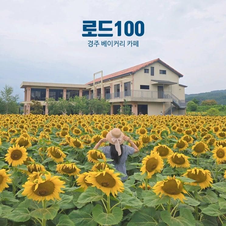 경주 베이커리 카페 맛집 지금 가장 예쁜 로드100 해바라기 만개