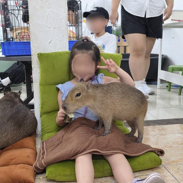 나트랑 아이랑 가기 좋은 카피바라 카페 가는법, 2시간 넘게... 