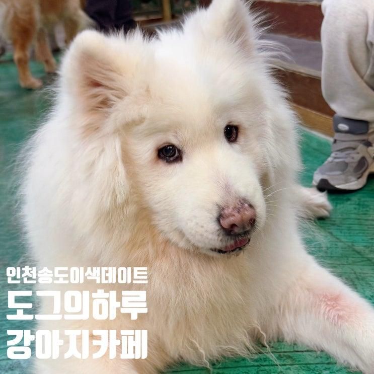 인천송도 강아지카페 도그의 하루 이색데이트 가볼 만한 곳