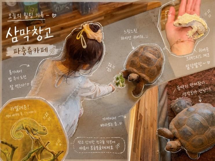 안양 삼막창고 파충류 카페 | 거북이•도마뱀 먹이 체험 가능한... 