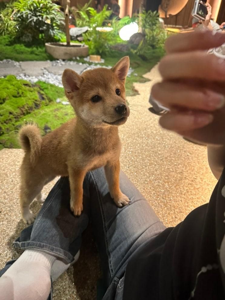 김포 시바견카페 시바노우치 후기 | 예약 ·자리 꿀팁 총정리