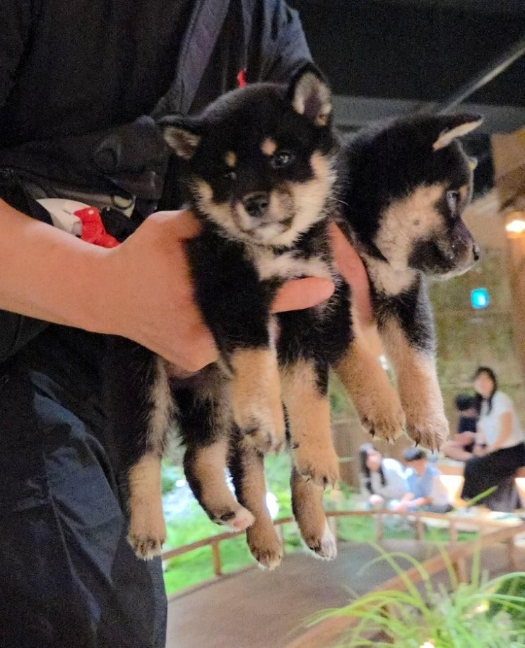 김포 가볼만한곳 | 구래동 애견카페 이색데이트 | 시바노우치