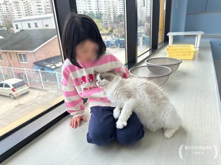 검단신도시 고양이카페 김포 솔빈마루 깨끗하고 보드게임 고양이 ....