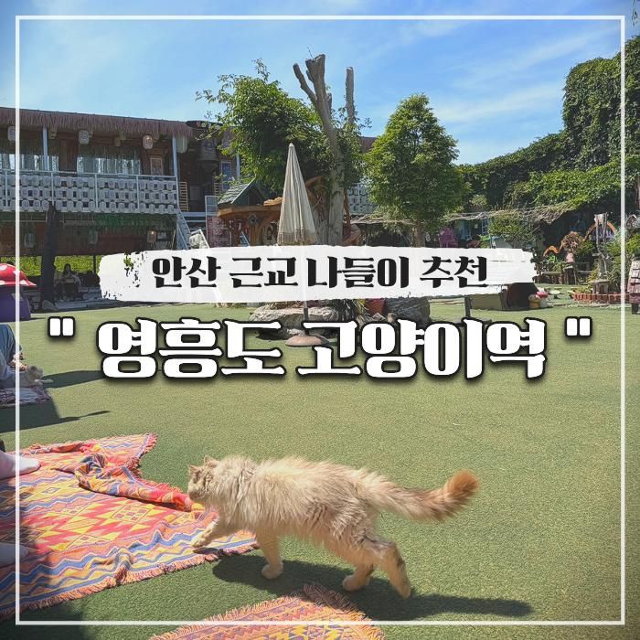 영흥도 고양이역, 안산 근교 나들이 추천 인천 대형 고양이 카페
