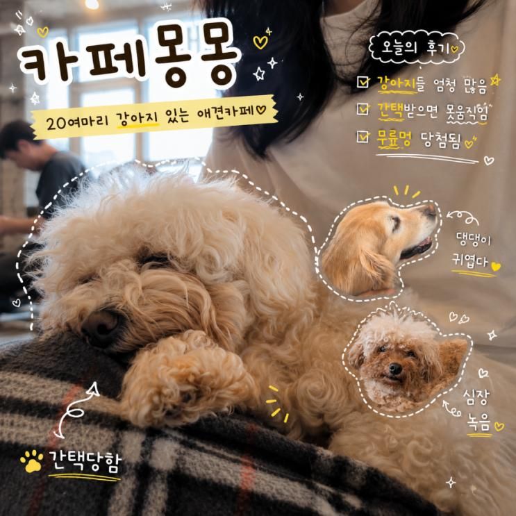 카페 몽몽 김포 구래동 강아지동반 애견카페 추천 댕댕이 애견호텔