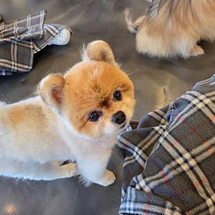 김포 애견카페 카페몽몽 강아지 좋아하는 아이와 N번째