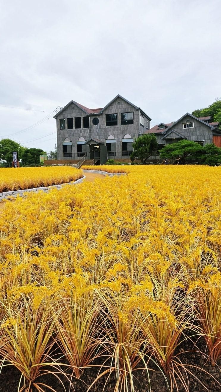 동화 속 세계관이 펼쳐지는 강화도 신상 대형 카페, 강화호미