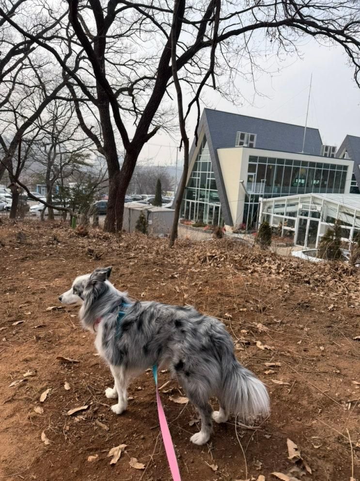 [고양시 부모님,반려견과 함께] 오픈 일주일 만에 핫플레이스 등극....