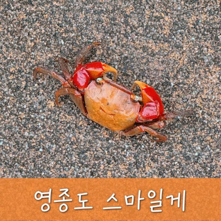 영종도 스마일게 잡기 총정리 낮보다 밤이 쉬웠던 도둑게