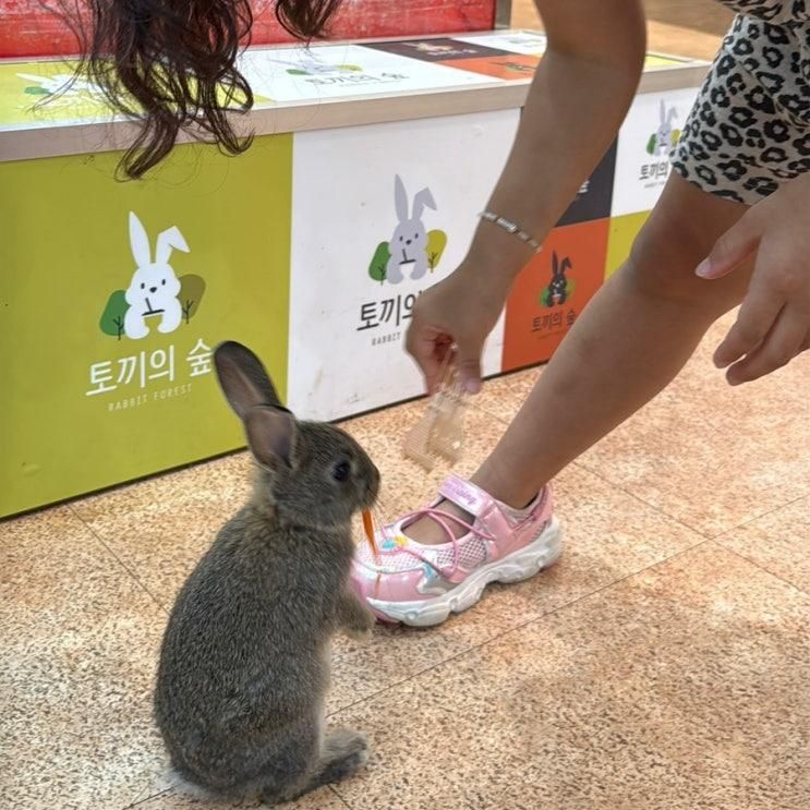 아이랑 평창여행_토끼의 숲