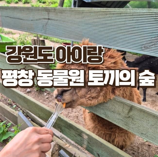 강원도아이랑 22개월 아이와 평창동물원 토끼의숲