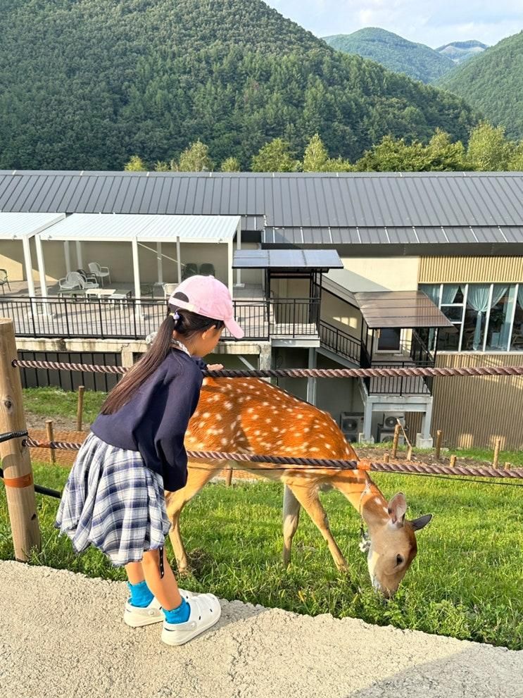 태백 초록뿔언덕ㅣ꽃사슴목장카페ㅣ주말에 아이랑 가볼만한곳