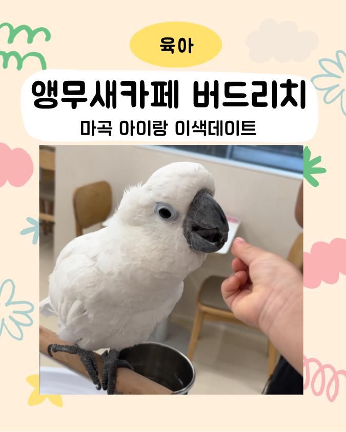[서울-강서] 아이랑 방문한 앵무새 체험 카페 <버드리치>
