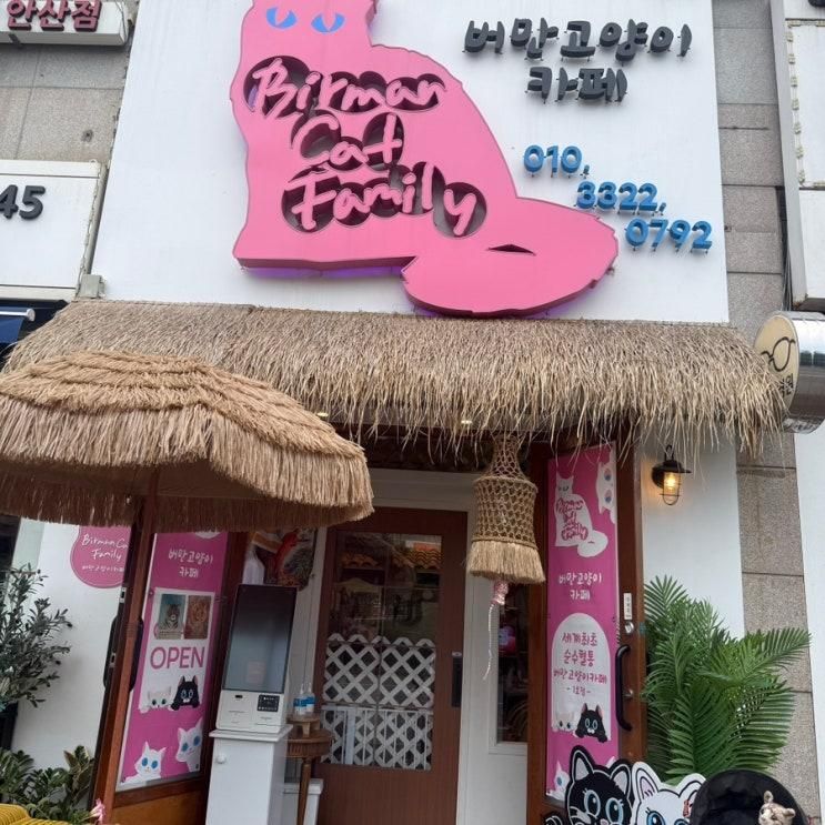 버만캣패밀리, 고양이 카페, 버만고양이 볼 수 있는곳 안산 고잔동 신도시!