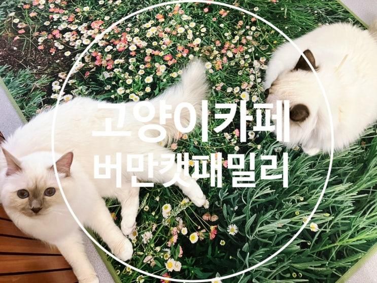 안산 고양이카페 아이랑 갈만한 곳으로 버만캣패밀리 추천해요
