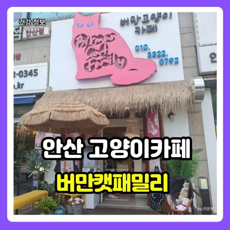 안산 고양이카페 아이와 갈만한 곳 추천 버만캣패밀리에서 힐링하고 온 후기
