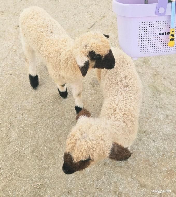 [당일 여행#14] 전라북도 군산시 아기랑 갈 만한 곳 : 이서랑팜 내돈내산 방문기