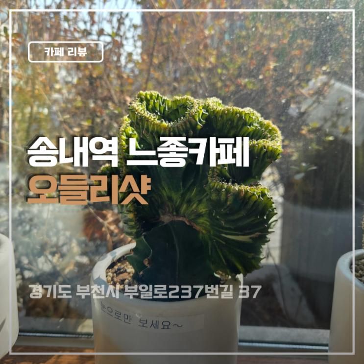 송내역 분위기 좋은 베이커리 대형카페 아이랑 함께 오들리샷