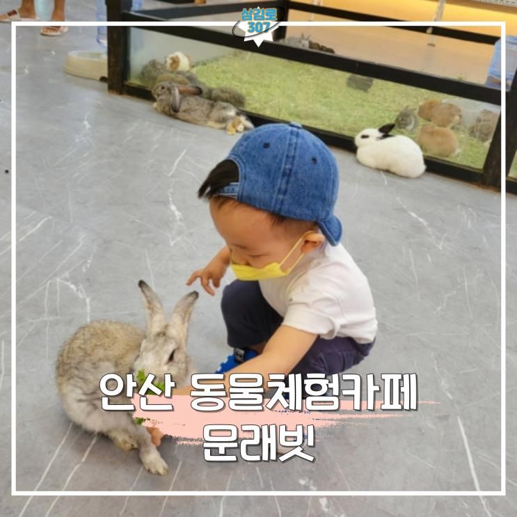 [안산 아이랑 가볼 만한 곳] 토끼 먹이주기 체험 가능한 안산 동물카페 "문래빗"
