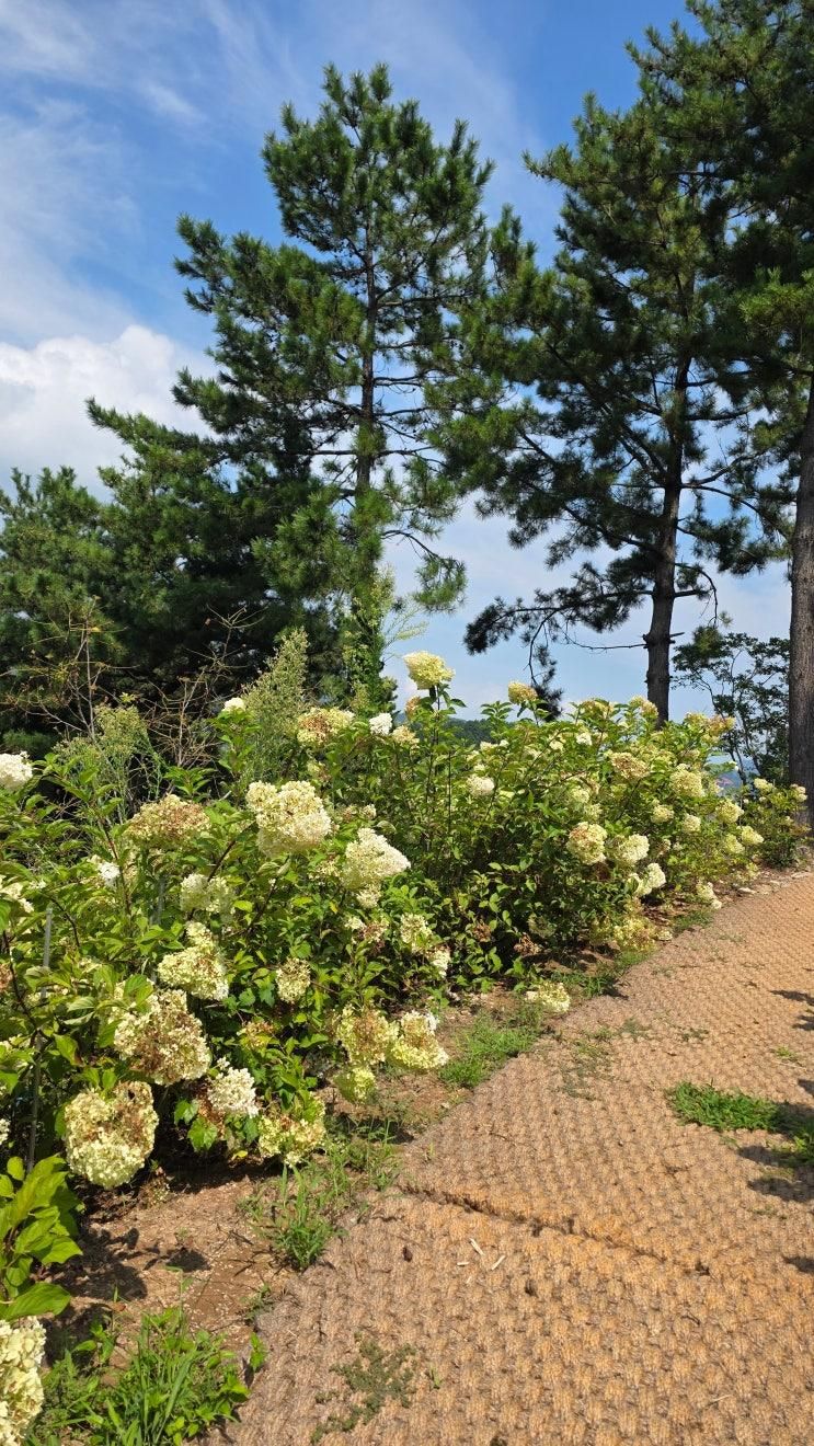 [경남 남해] 목수국, 고사리 보러 갔다가, 전망에 두번 반한 별해로 🌿