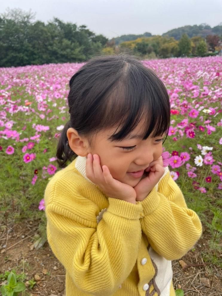 안산 화랑유원지 코스모스구경 경기도미술관카페 무인로봇카페