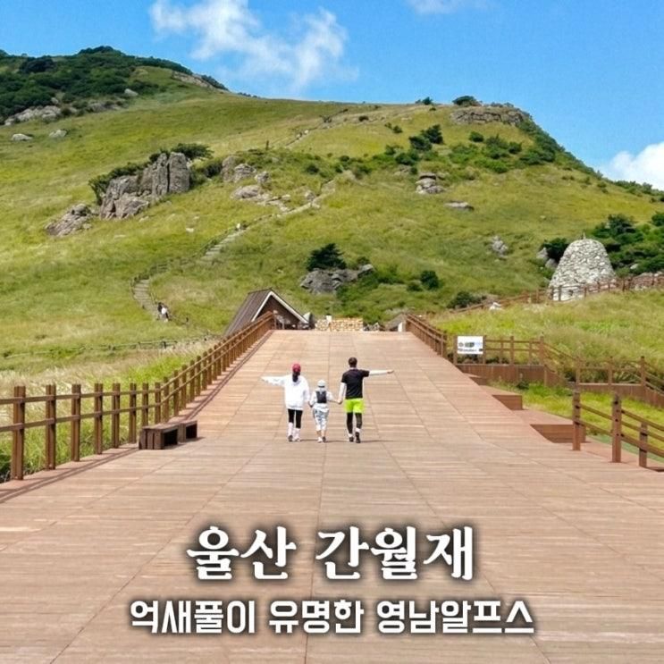 울산 간월재 9월 억새 실시간 아이와 다녀온 최단코스