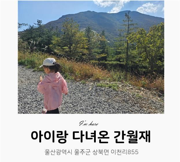 울산 울주군) 아이랑 함께 한 영남알프스 '간월재' 억새 보러가기