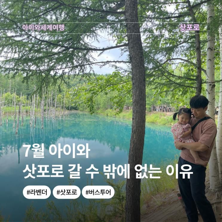 36개월 아이와 삿포로 비에이 버스투어 후라노 라벤더 7월 유투어버스 당일투어 후기