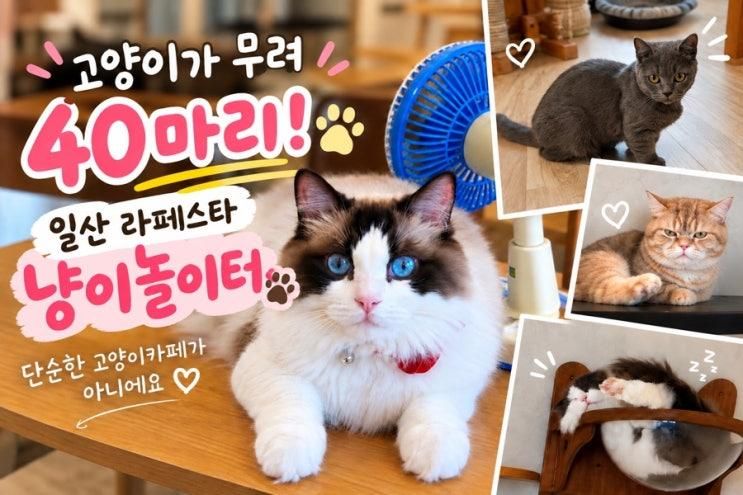 라페스타 고양이카페 냥이놀이터 일산 아이랑 40마리 고양이 체험