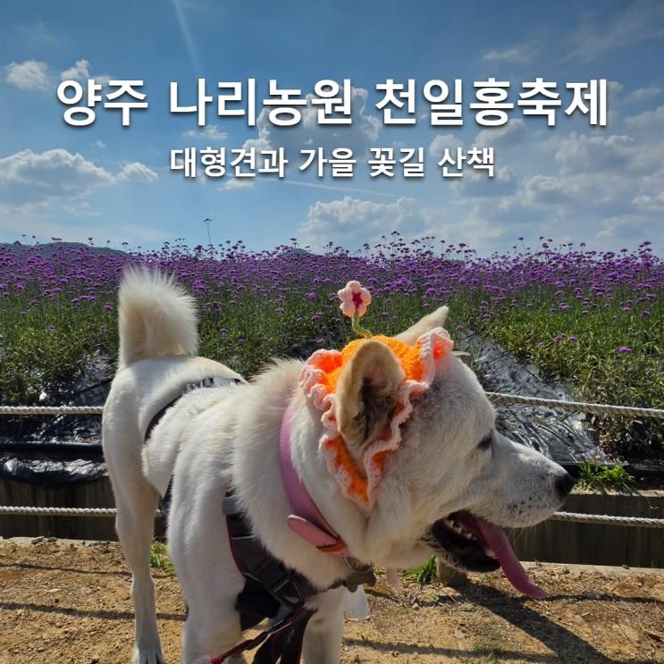 양주 나리농원 천일홍축제 대형견 동반, 감자와 가을 꽃길 산책