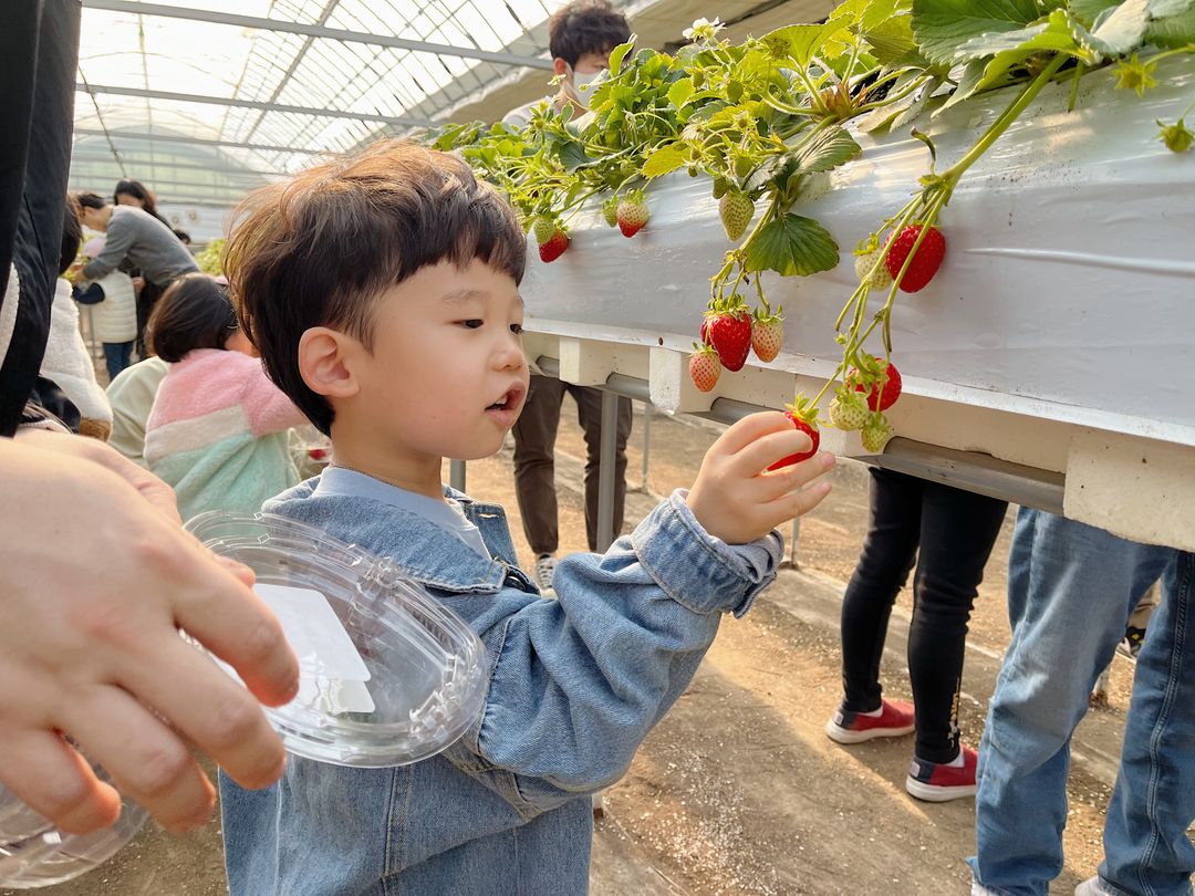 김해가야딸기테마파크