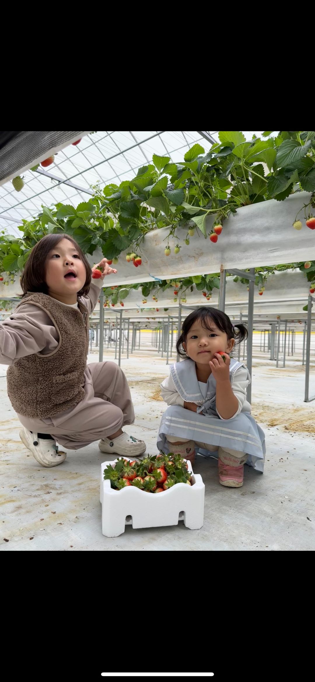 장스베리 딸기 체험농장