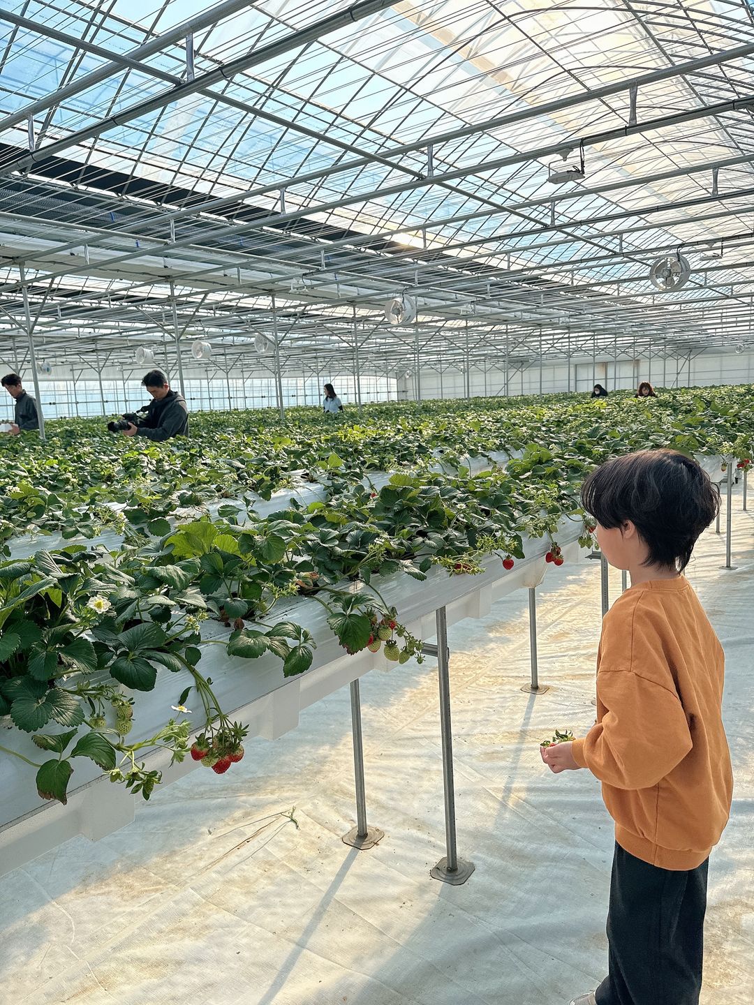 다인이네 딸기 체험농장