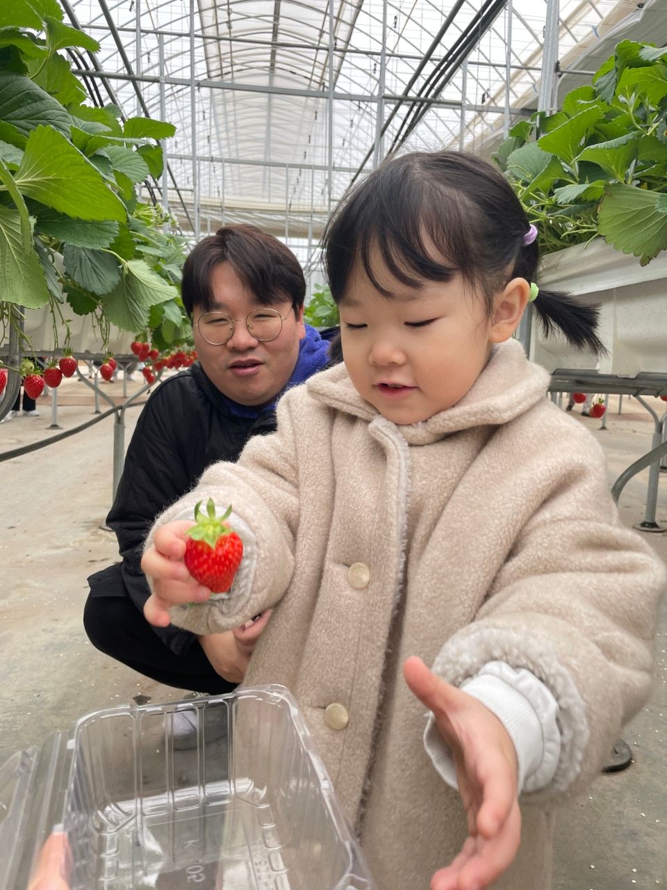 삼오팜 딸기농장