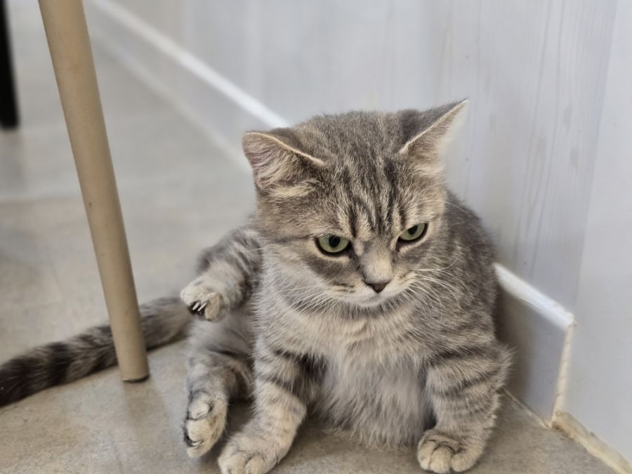 https://image.mom-mom.net/eyJidWNrZXQiOiJtb21tb20tbW9tc3RvdWNoIiwia2V5IjoicGxhY2VzLzY2ZjM2ZmI2ZjFhOGY0ZDg1Y2ZhMmM2Ni5qcGciLCJlZGl0cyI6eyJyZXNpemUiOnsid2lkdGgiOjUwMCwiaGVpZ2h0IjozNzV9fX0=
