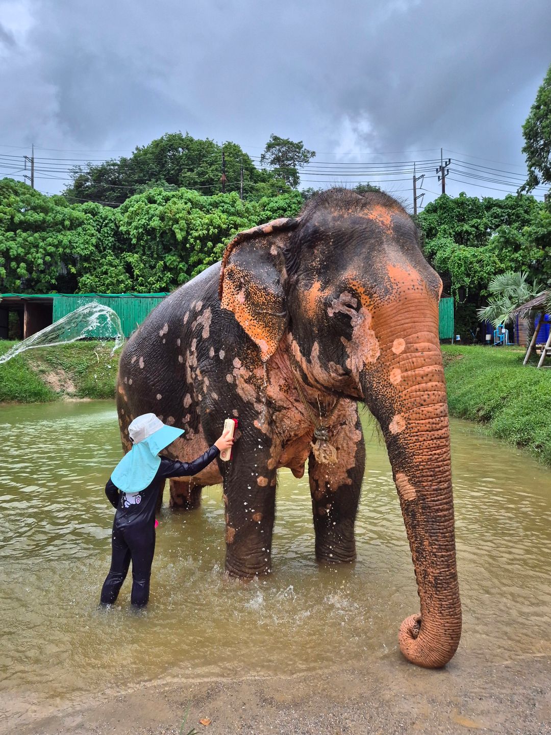 Kerchor Elephant Family Phuket