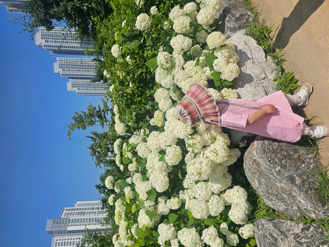 청라호수공원 돌담길 수국원