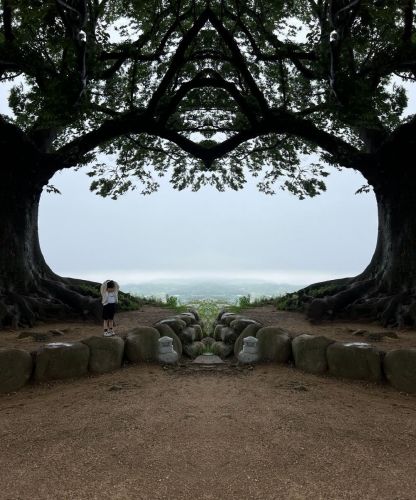 부여 성흥산성 사랑의나무