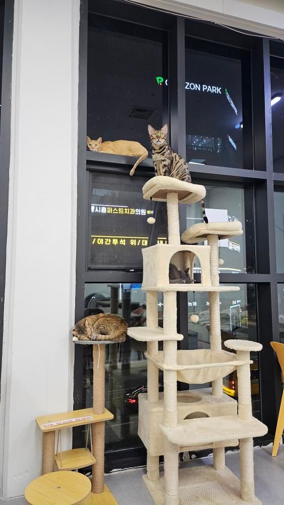 고양이출근중