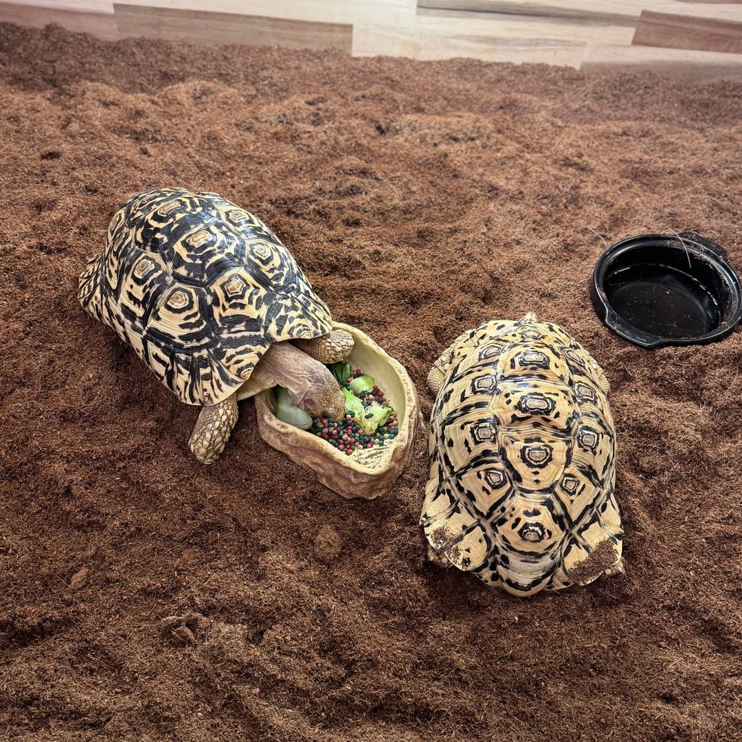 https://image.mom-mom.net/eyJidWNrZXQiOiJtb21tb20tbW9tc3RvdWNoIiwia2V5IjoicGxhY2VzLzY4YWU3YWI3YzA3ZDJjYjhmOGExMjU0Yi5qcGciLCJlZGl0cyI6eyJyZXNpemUiOnsid2lkdGgiOjUwMCwiaGVpZ2h0Ijo1MDB9fX0=