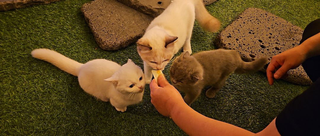 https://image.mom-mom.net/eyJidWNrZXQiOiJtb21tb20tbW9tc3RvdWNoIiwia2V5IjoicGxhY2VzLzY4ZGRkZjE2NDc1MDg1NGQ0MGQ3ODgzZC5qcGciLCJlZGl0cyI6eyJyZXNpemUiOnsid2lkdGgiOjUwMCwiaGVpZ2h0IjoyMTJ9fX0=