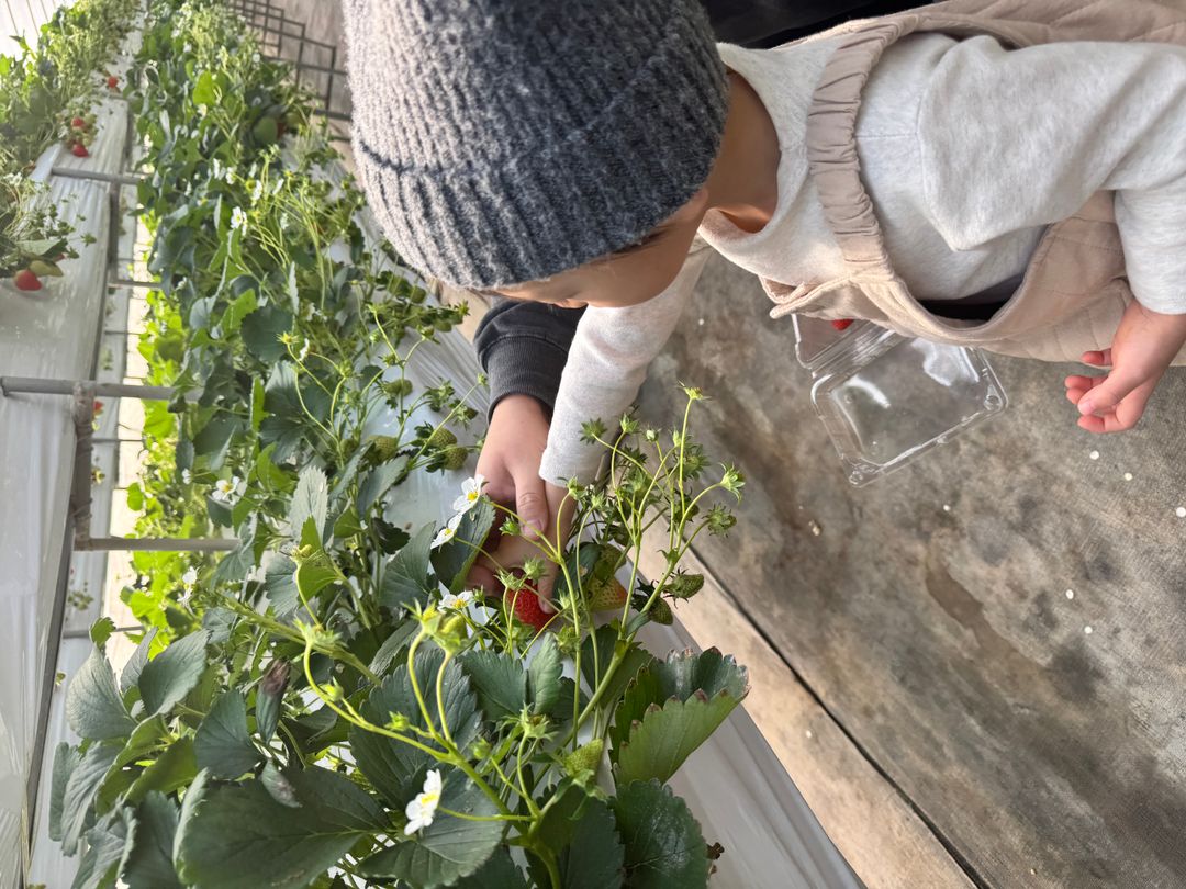 양수리딸기체험농장